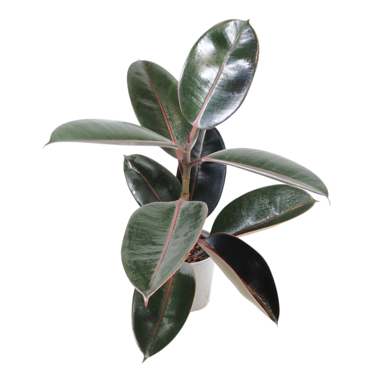 Ficus Elastica Burgundy 120mm