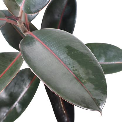 Ficus Elastica Burgundy 120mm
