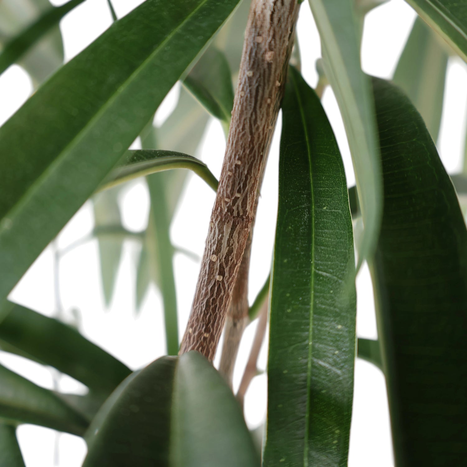 Ficus Longifolia Alii 200mm
