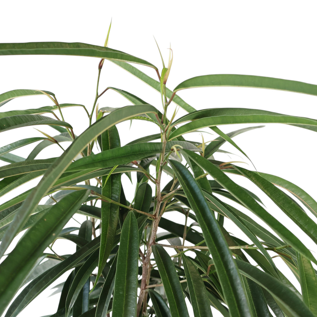 Ficus Longifolia Alii 200mm