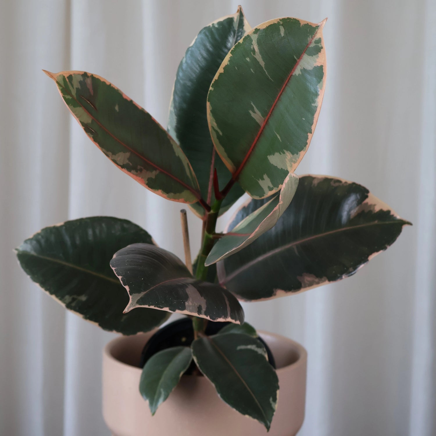Ficus Elastica Ruby 125mm