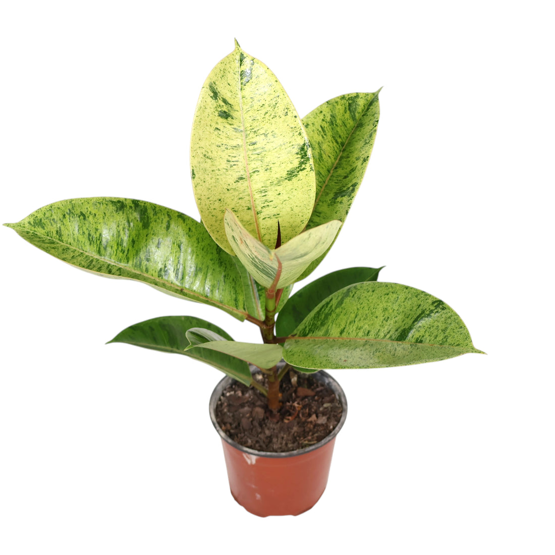 Ficus Shivierana 120mm