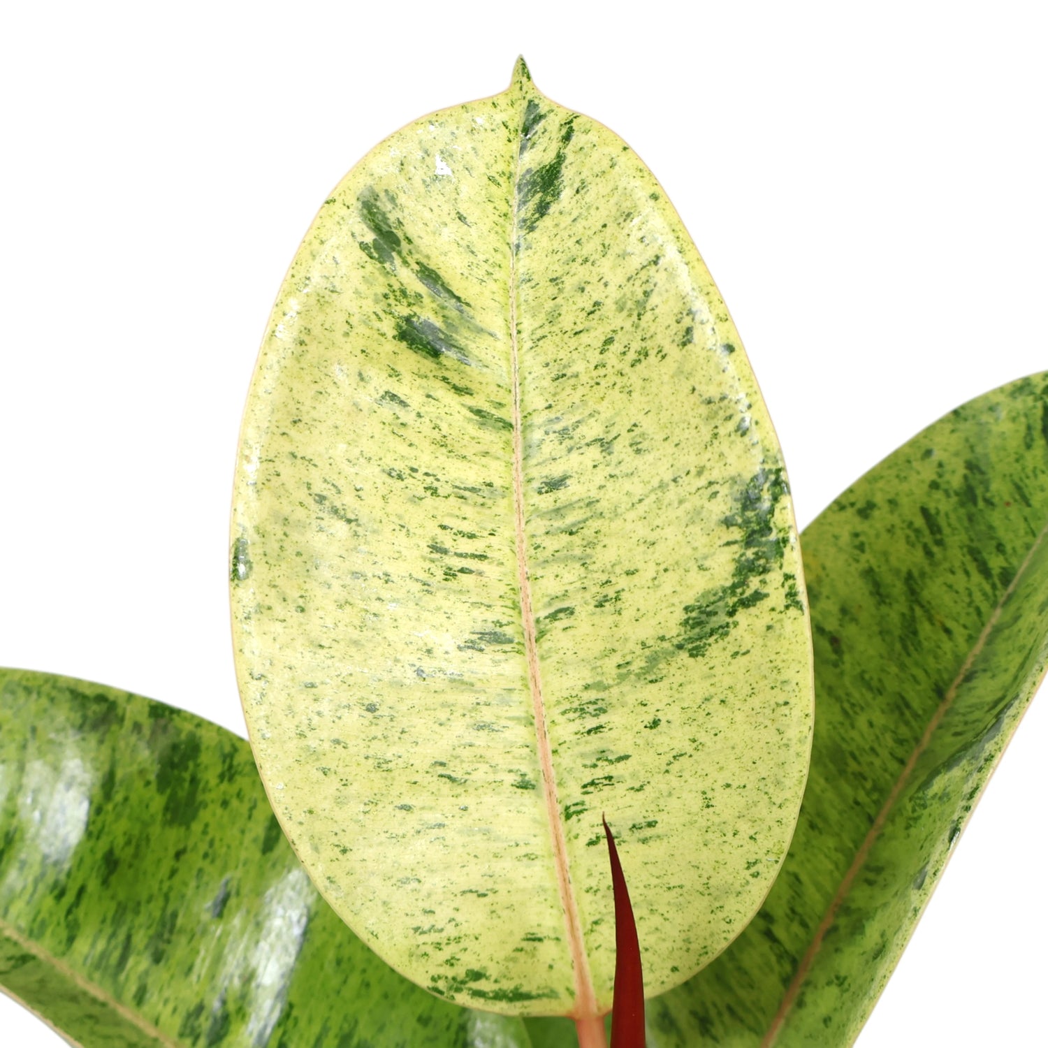 Ficus Shivierana 120mm
