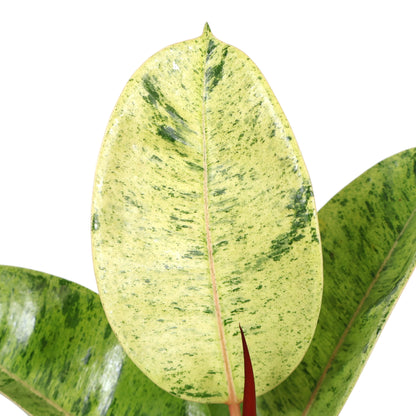 Ficus Shivierana 120mm