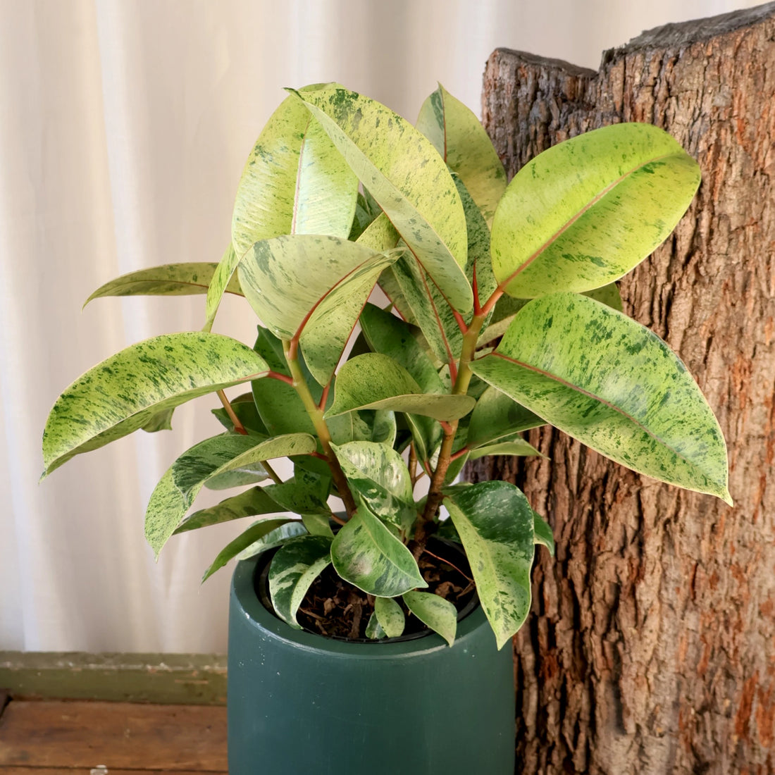 Ficus Shivierana 120mm