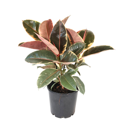 Ficus Tineke - Variegated Rubber Plant 200mm