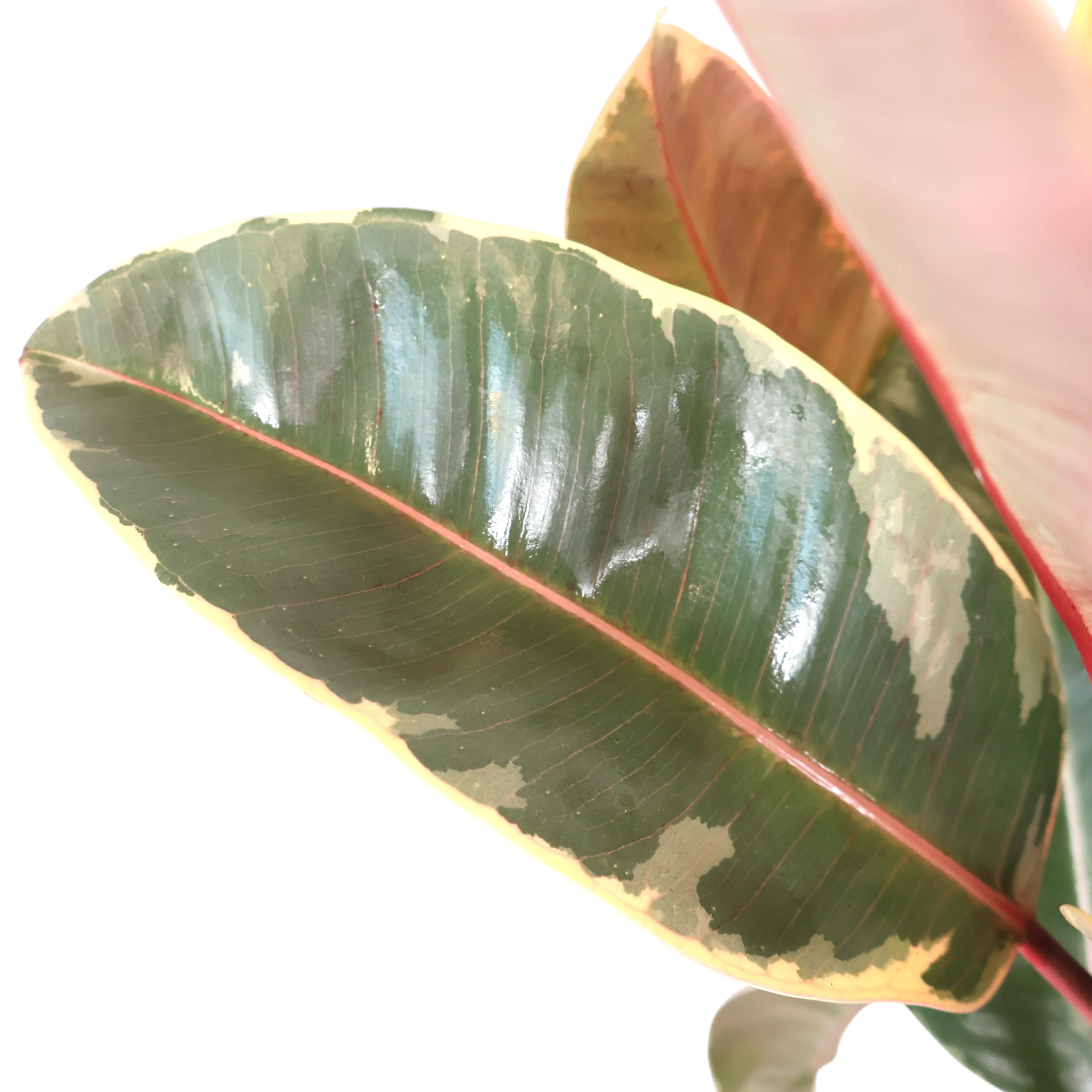 Ficus Tineke - Variegated Rubber Plant 200mm