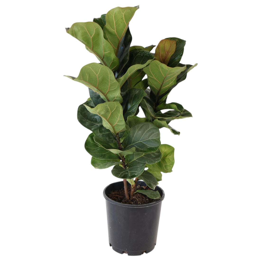 Ficus Lyrata Bambino 200mm