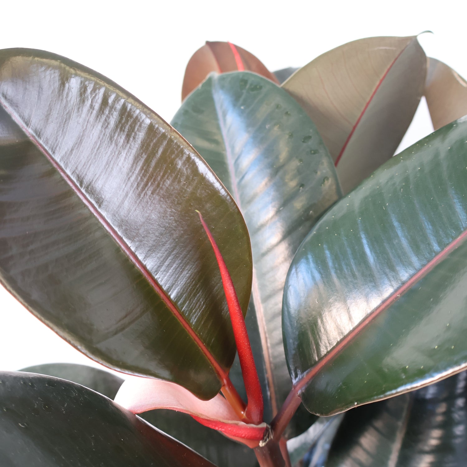 Ficus Burgundy 200mm