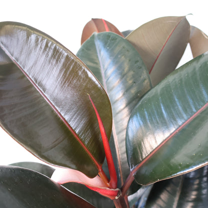 Ficus Burgundy 200mm