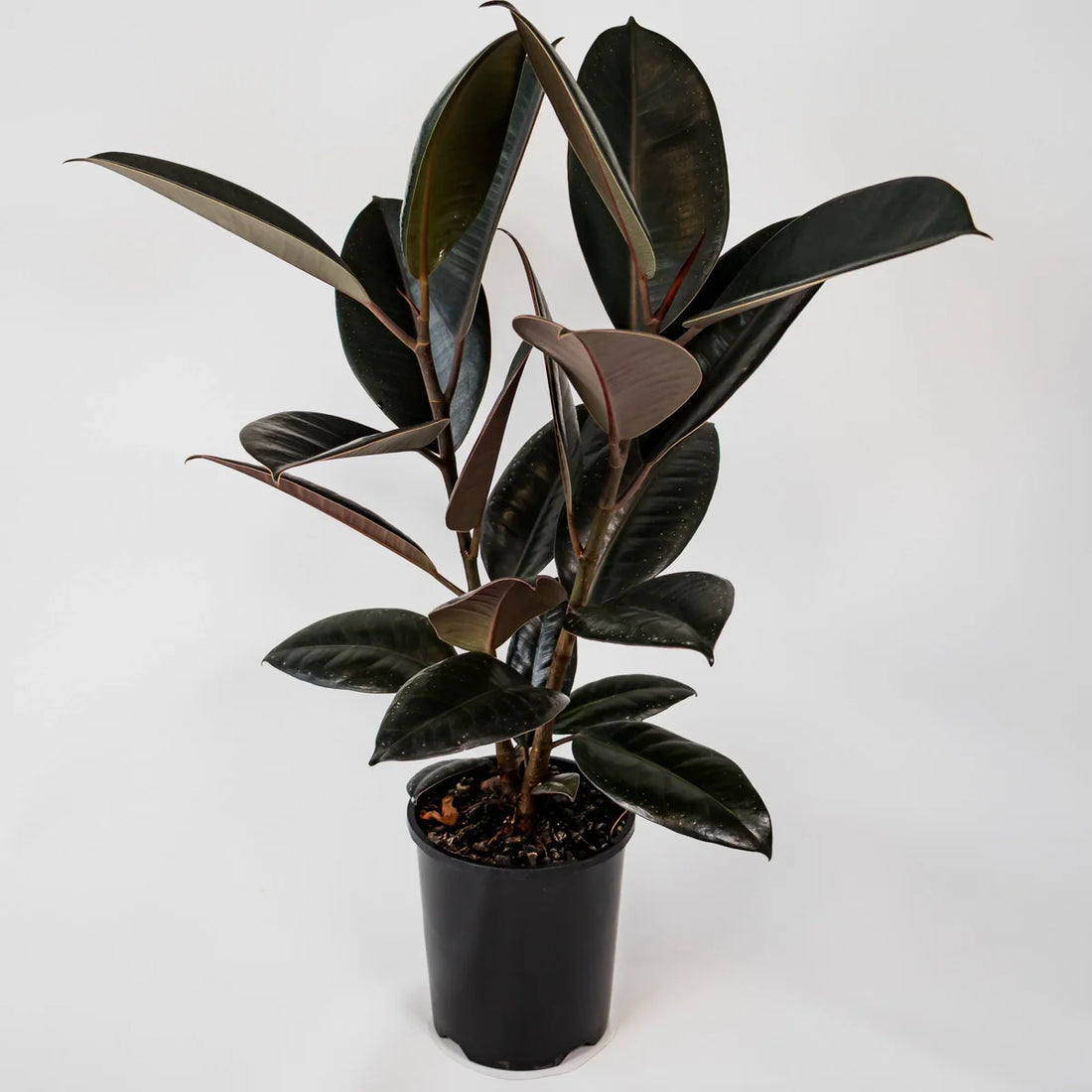 Ficus Burgundy 140mm