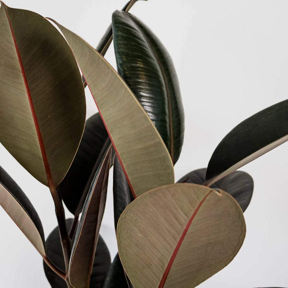 Ficus Burgundy 140mm