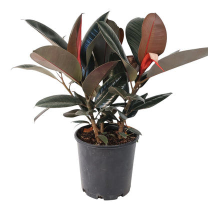 Ficus Burgundy 200mm