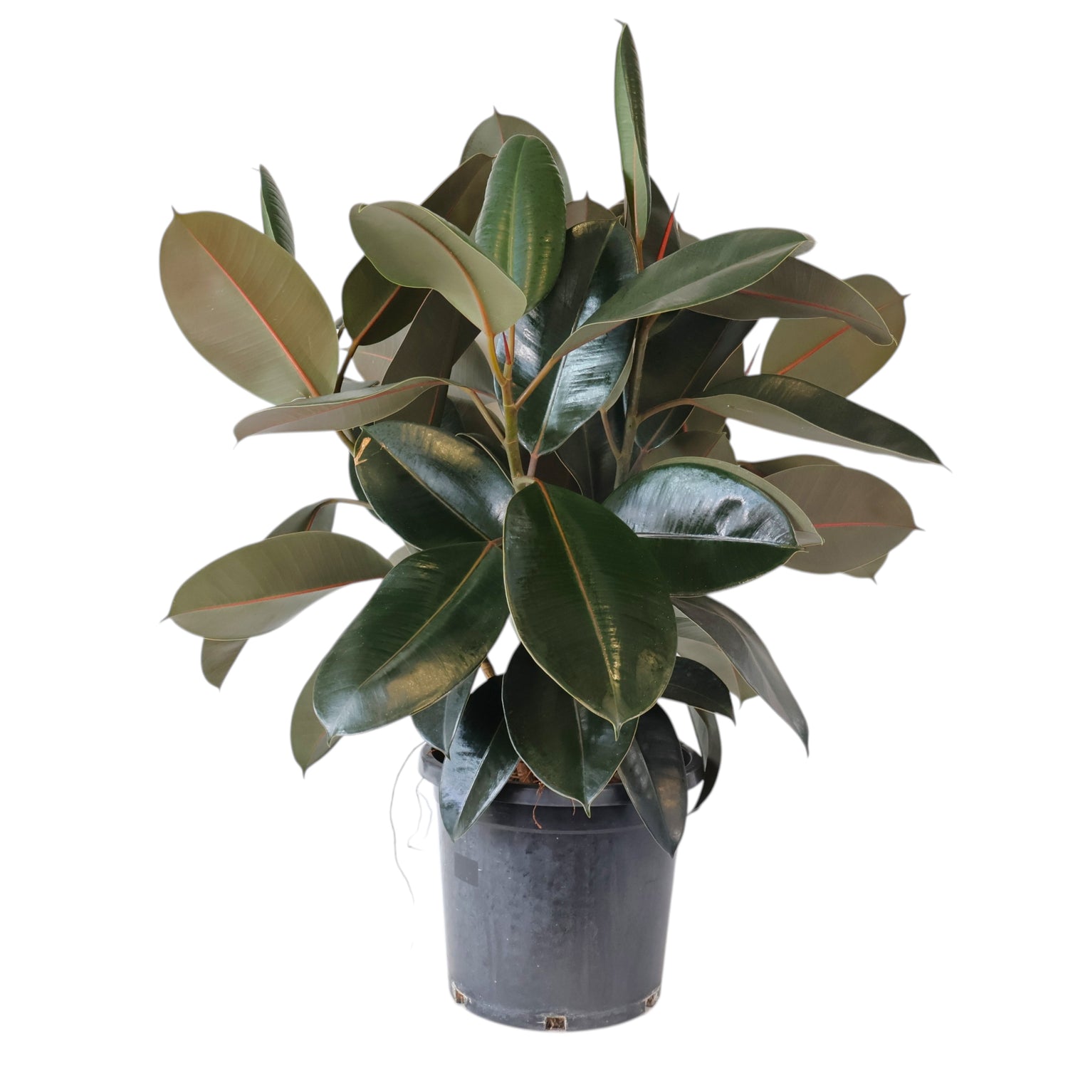 Ficus Burgundy 300mm