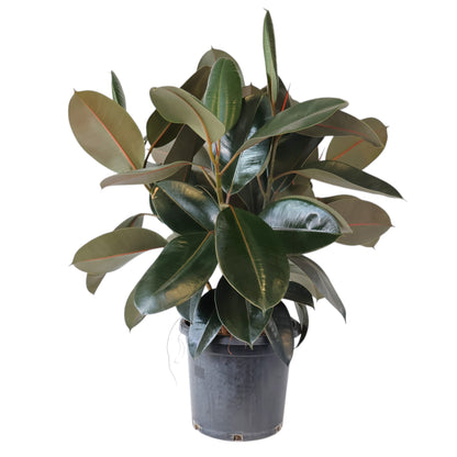 Ficus Burgundy 300mm