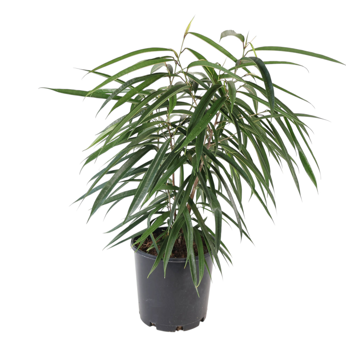 Ficus Longifolia Alii 200mm