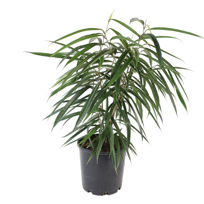 Ficus Longifolia Alii 200mm