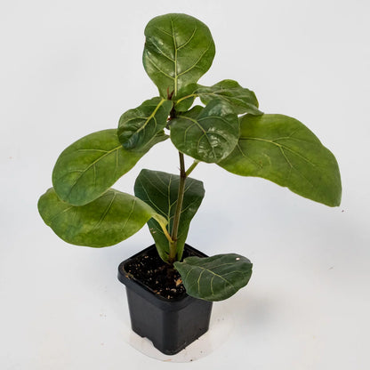 Ficus Lyrata - Fiddle Leaf Fig 70mm