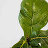 Ficus Lyrata - Fiddle Leaf Fig 70mm