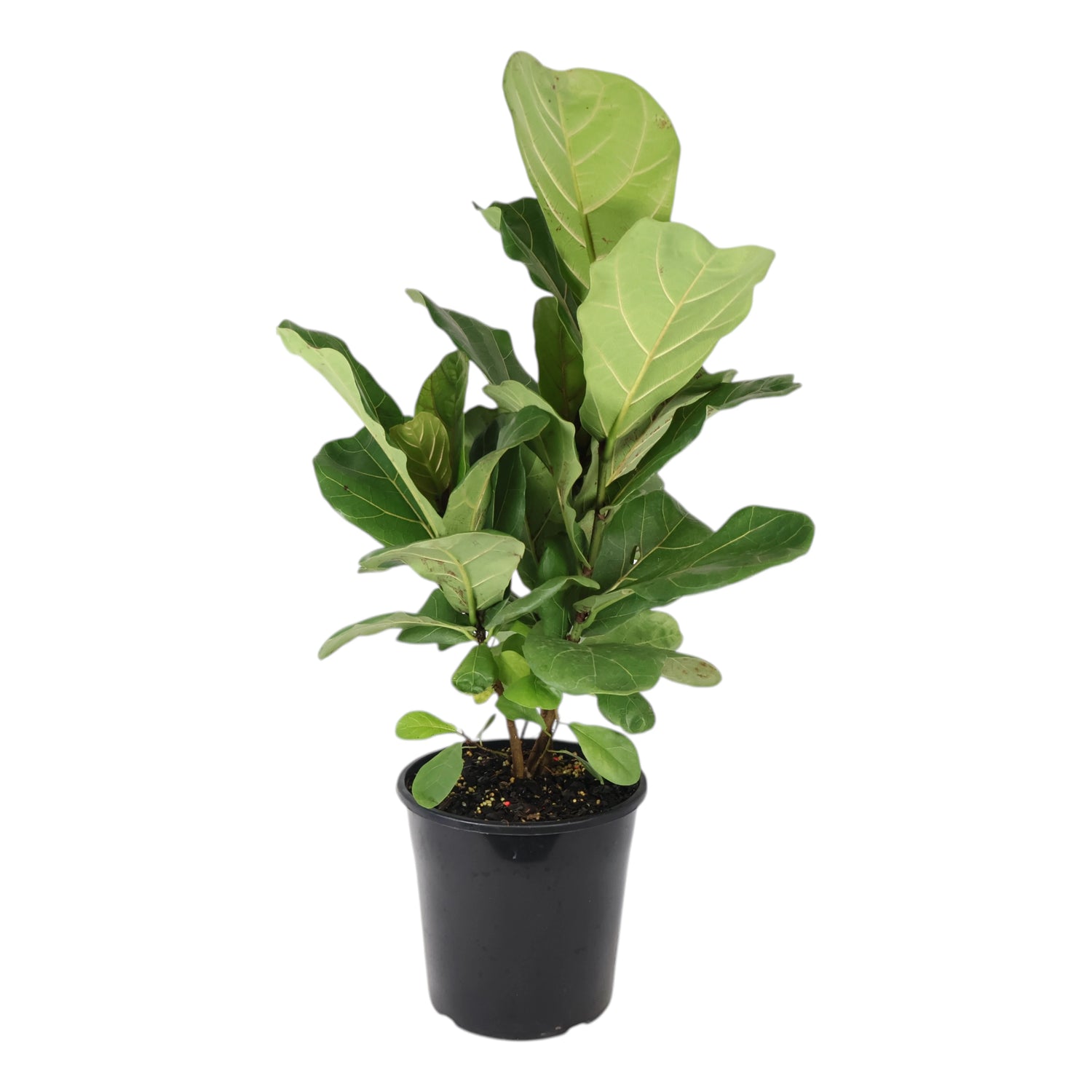 Ficus Lyrata - Fiddle Leaf Fig 200mm