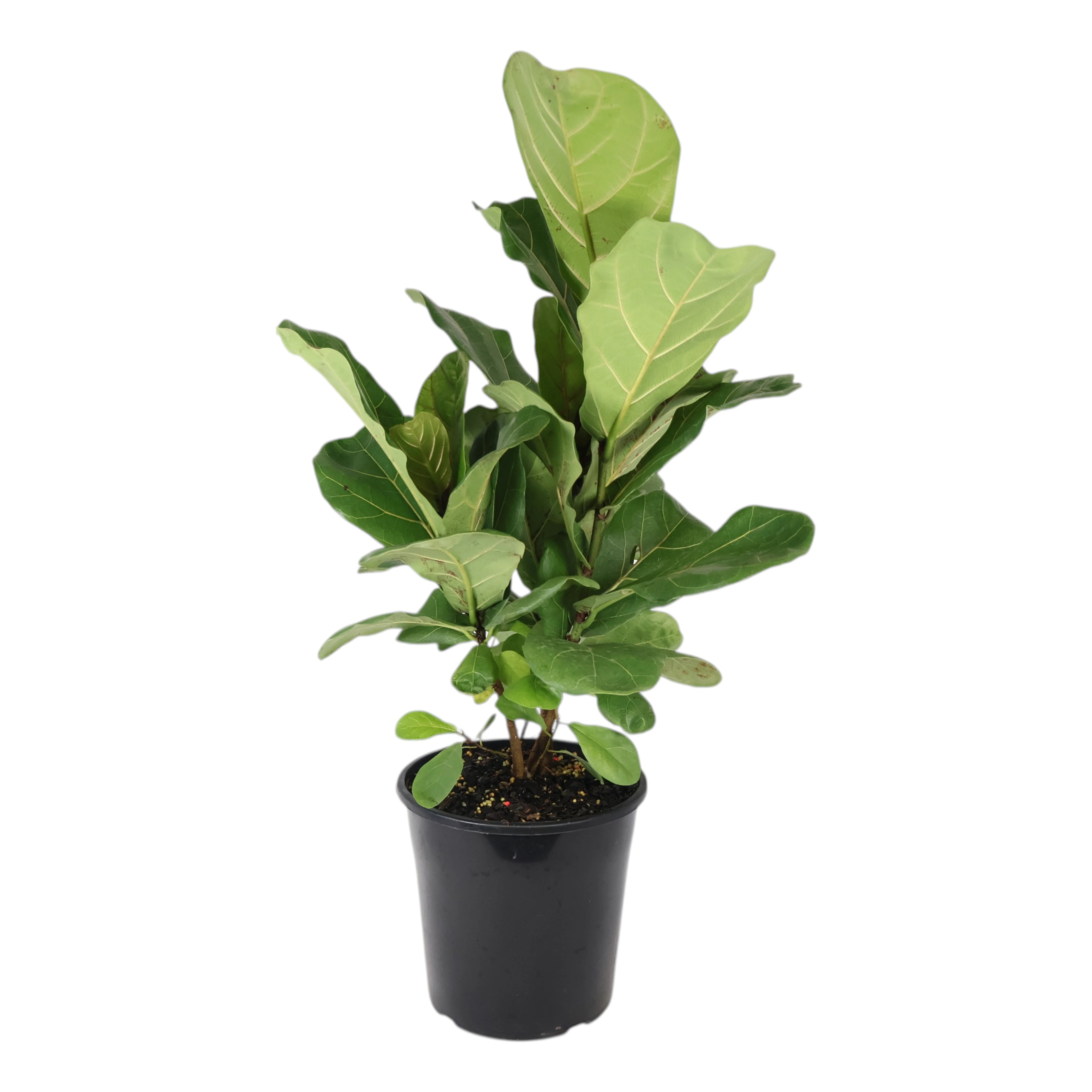 Ficus Lyrata - Fiddle Leaf Fig 200mm