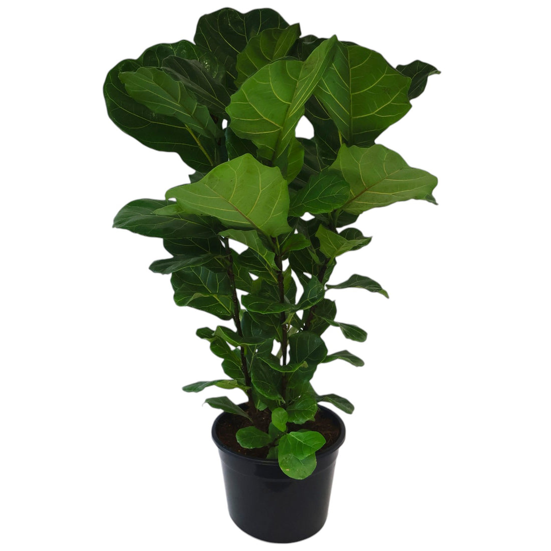 Ficus Lyrata 250mm