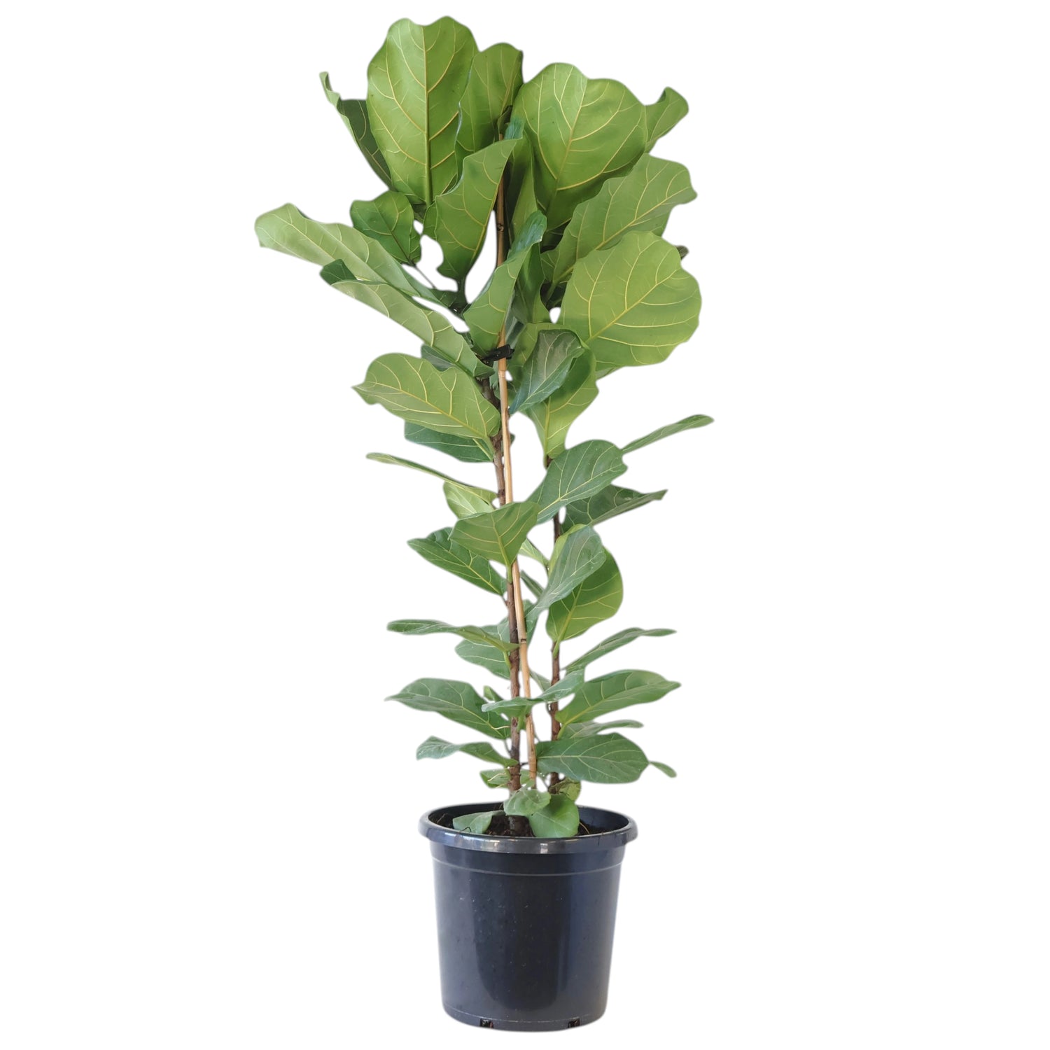 Ficus Lyrata 400mm