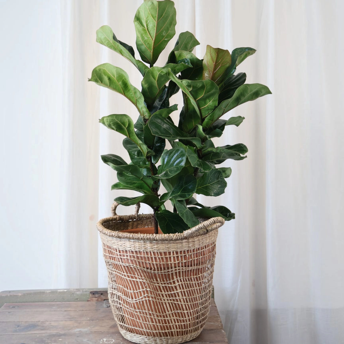 Ficus Lyrata Bambino 200mm