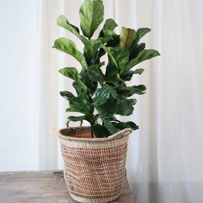 Ficus Lyrata Bambino 200mm