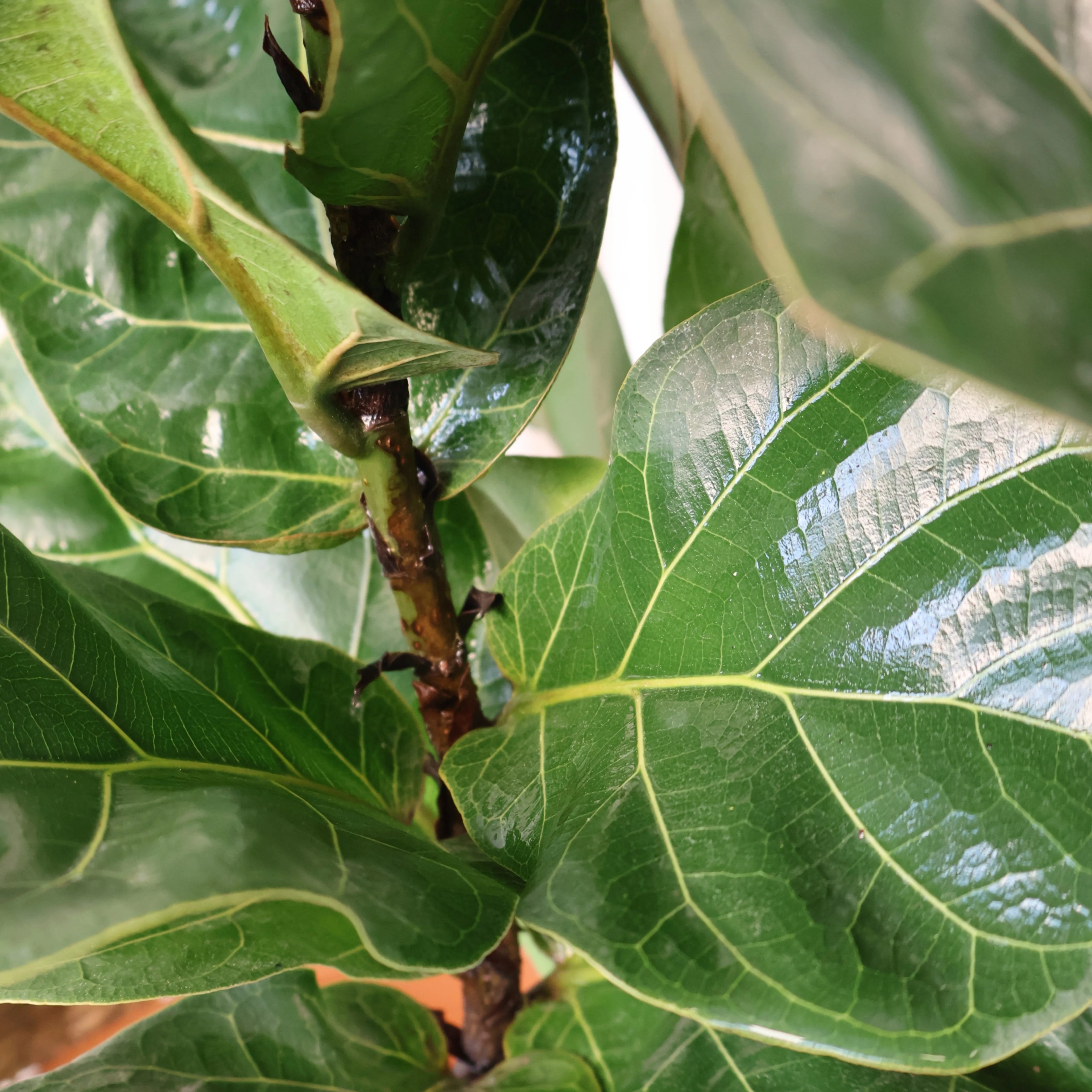 Ficus Lyrata - Fiddle Leaf Fig 200mm