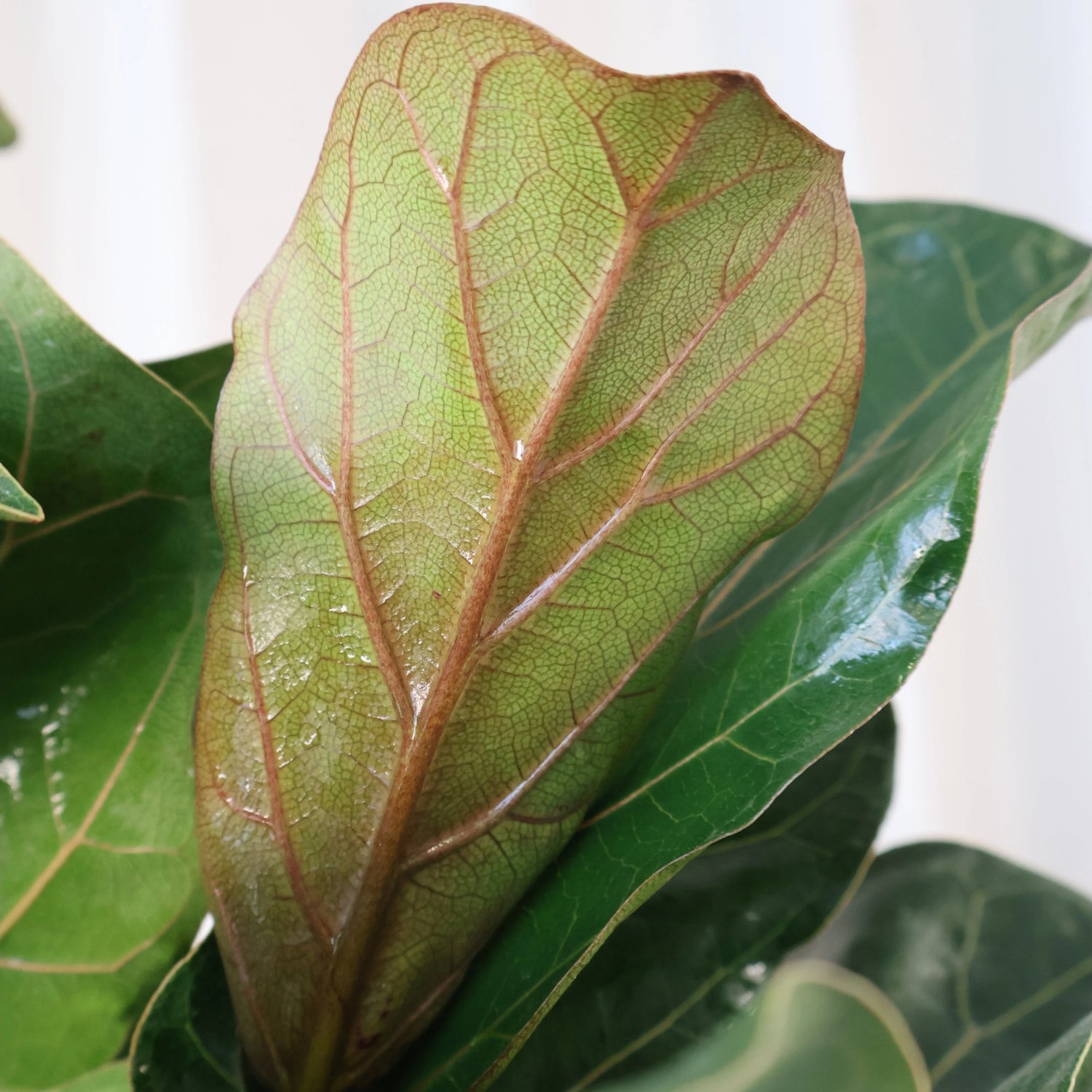 Ficus Lyrata Bambino 200mm
