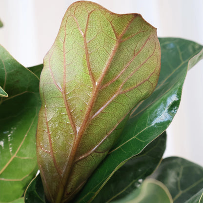 Ficus Lyrata Bambino 200mm
