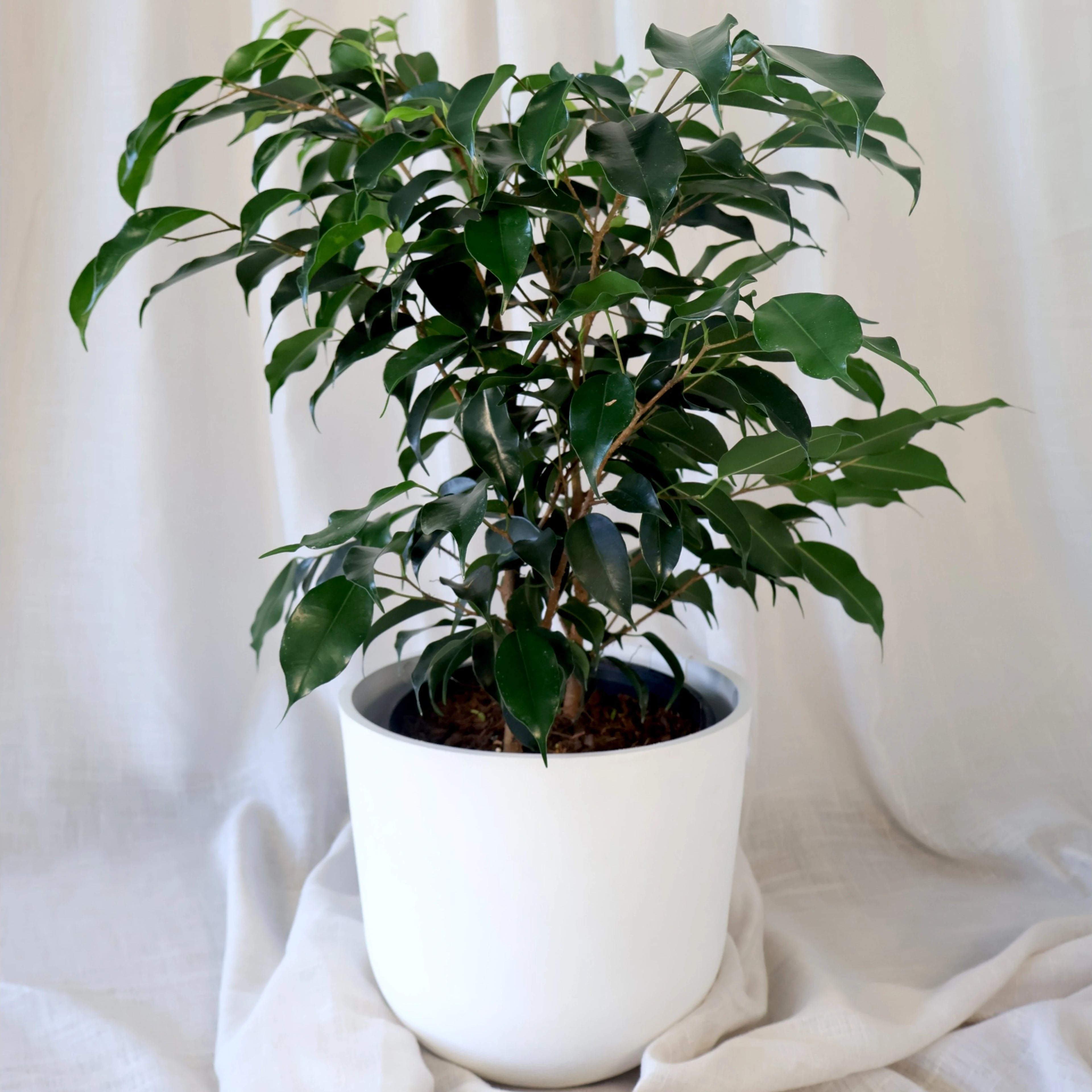 Ficus Midnight Beauty 200mm