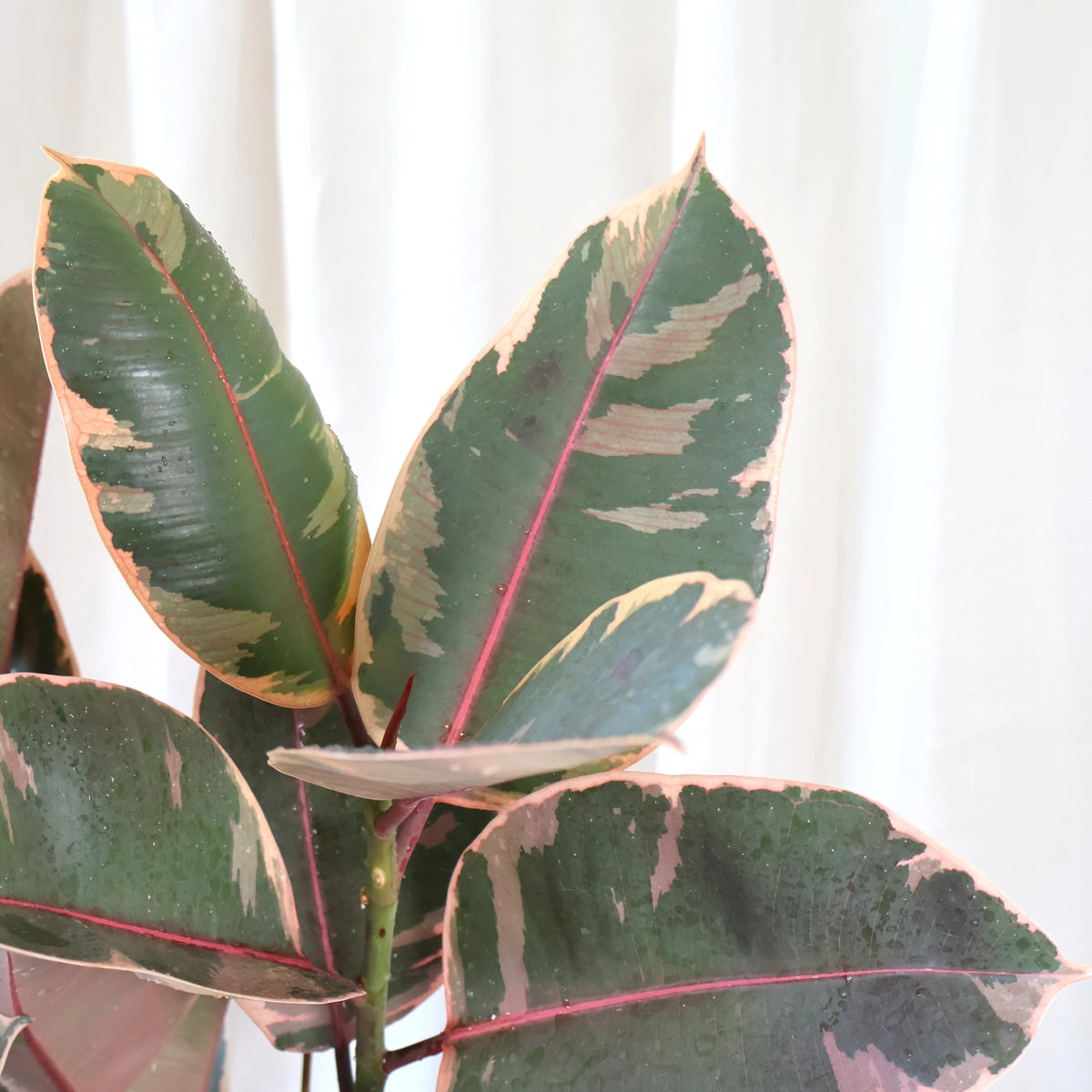 Ficus Ruby Rubber Plant 200mm