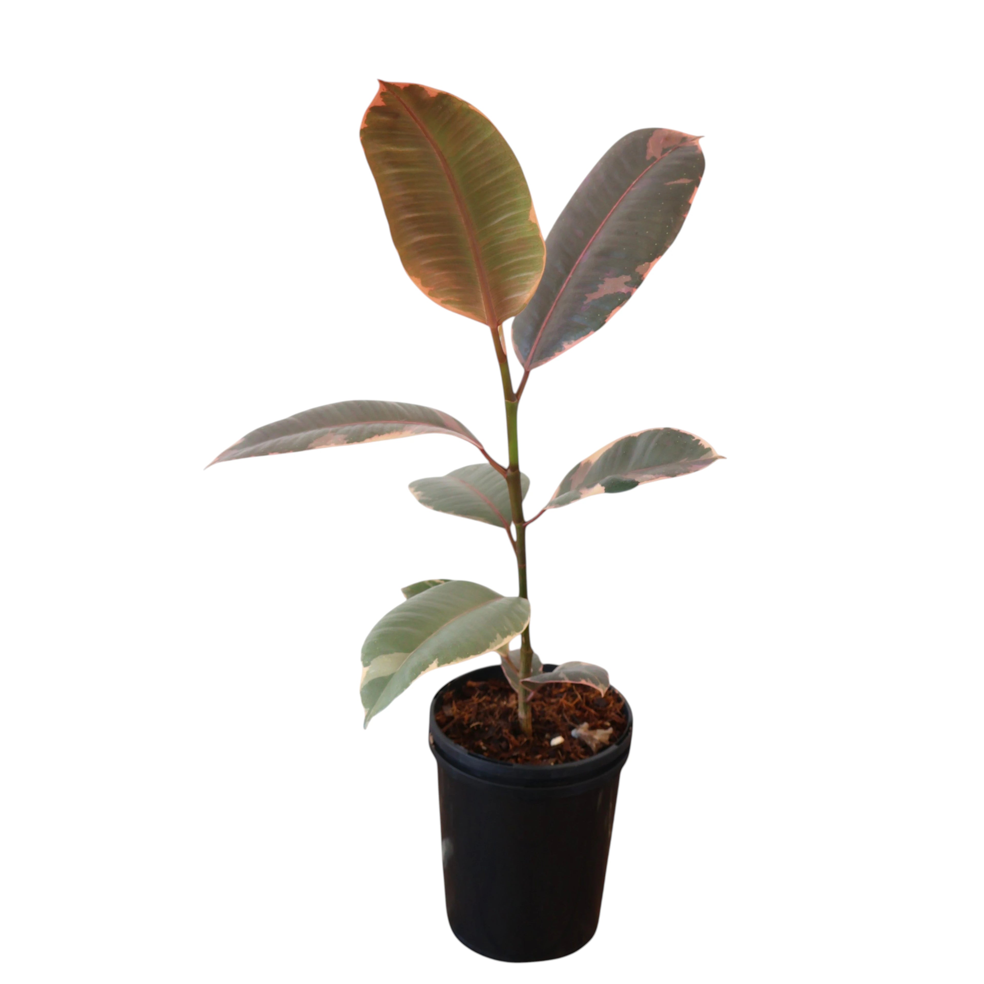 Ficus Elastica Ruby 125mm