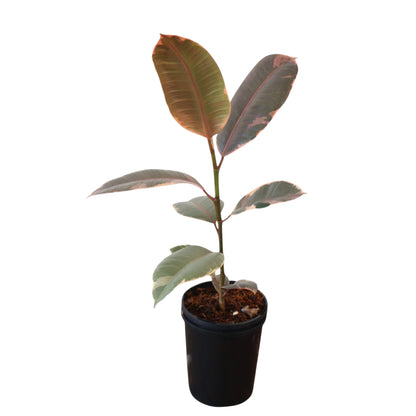 Ficus Elastica Ruby 125mm