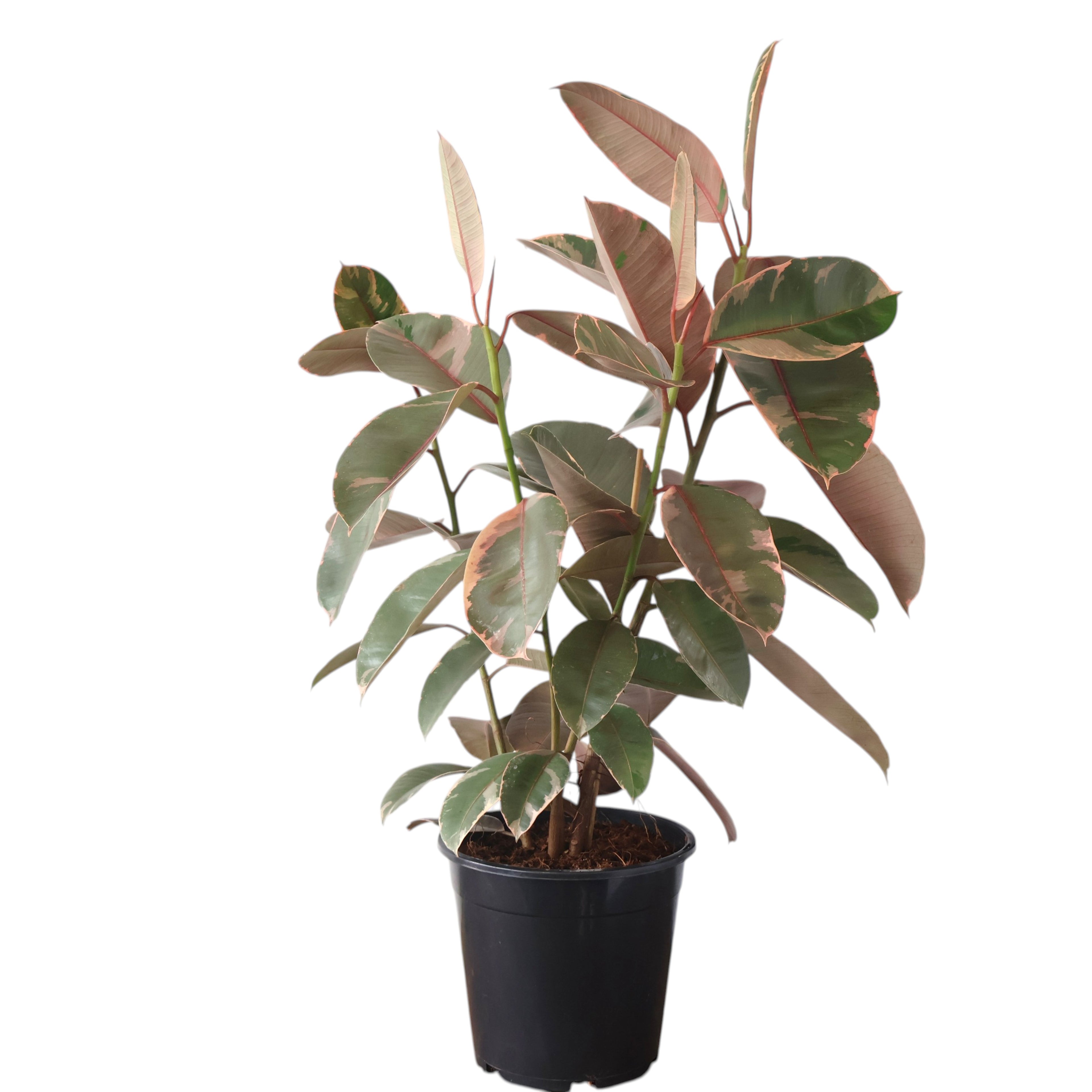 Ficus Elastica Ruby 250mm