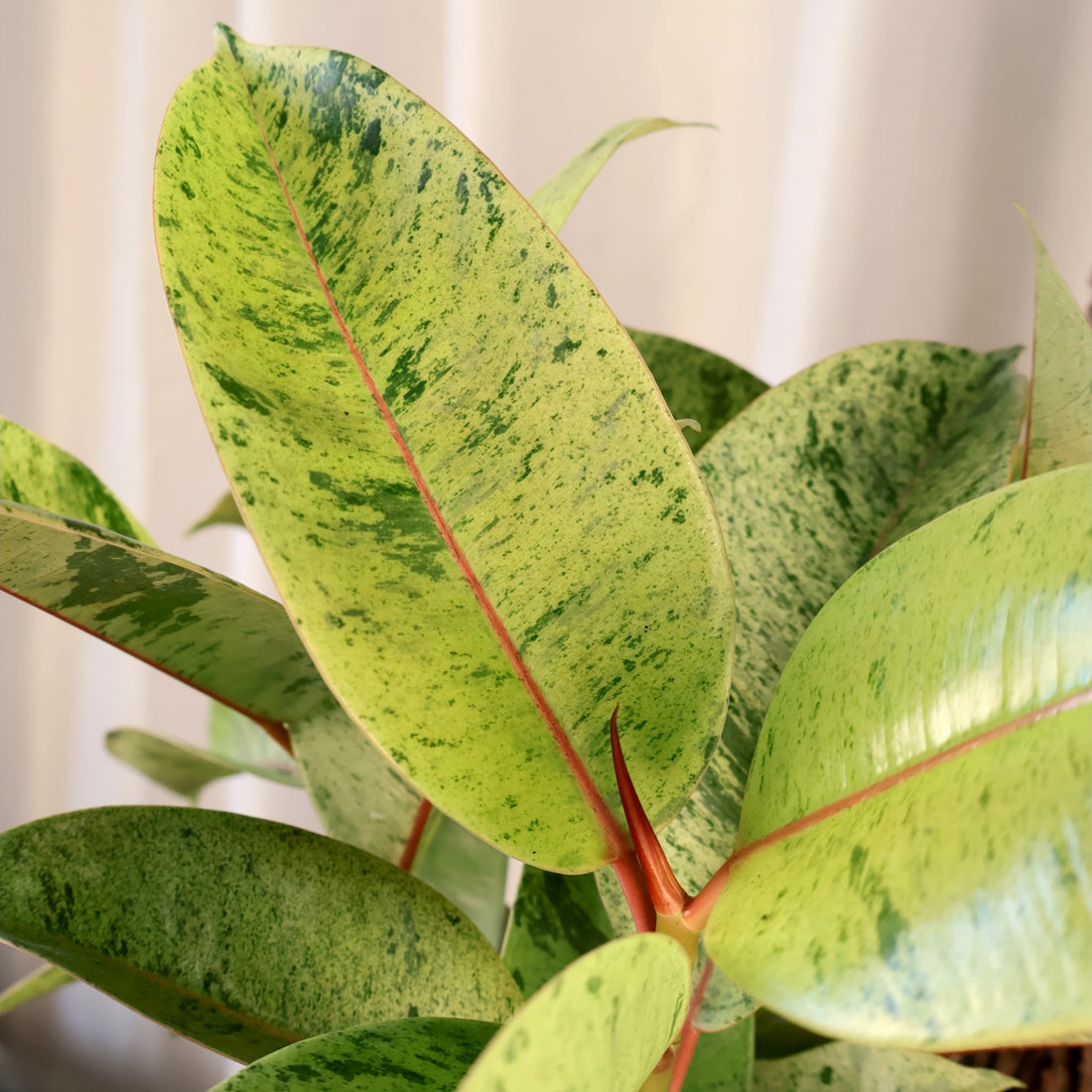 Ficus Shivierana 120mm