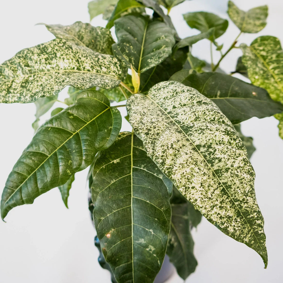 Ficus Snow Storm 125mm