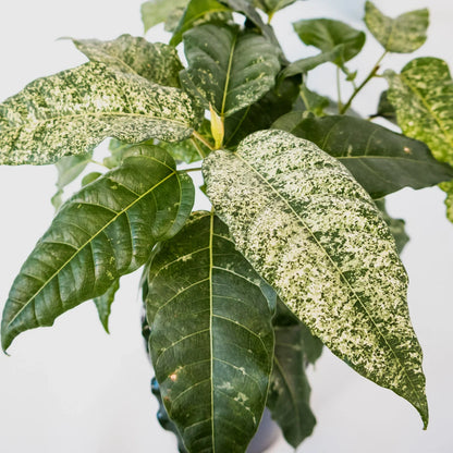 Ficus Snow Storm 125mm