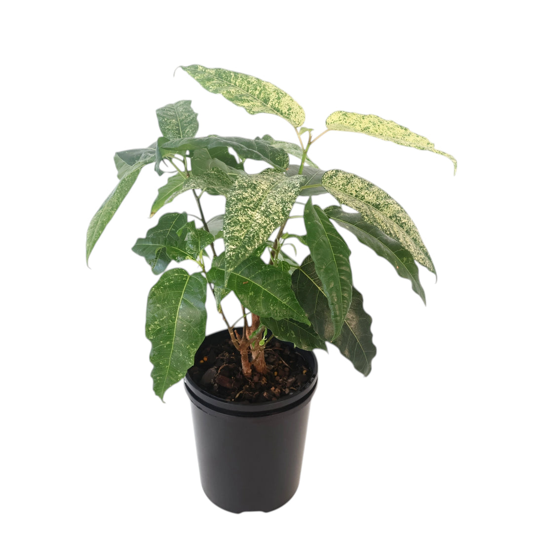 Ficus Snow Storm 125mm