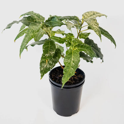 Ficus Snow Storm 125mm