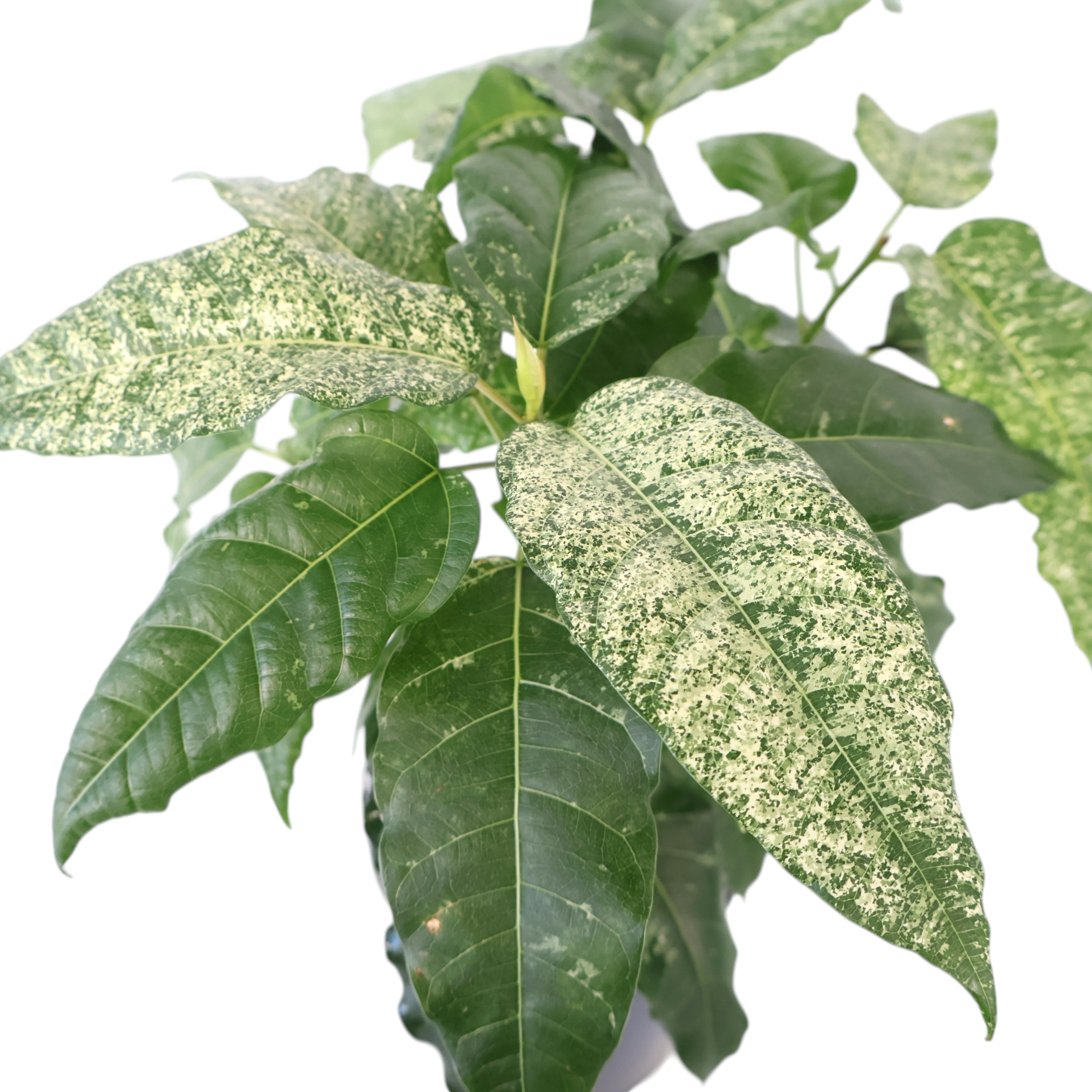 Ficus Snow Storm 125mm