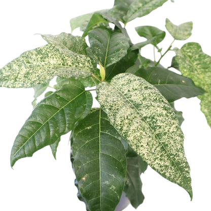 Ficus Snow Storm 125mm