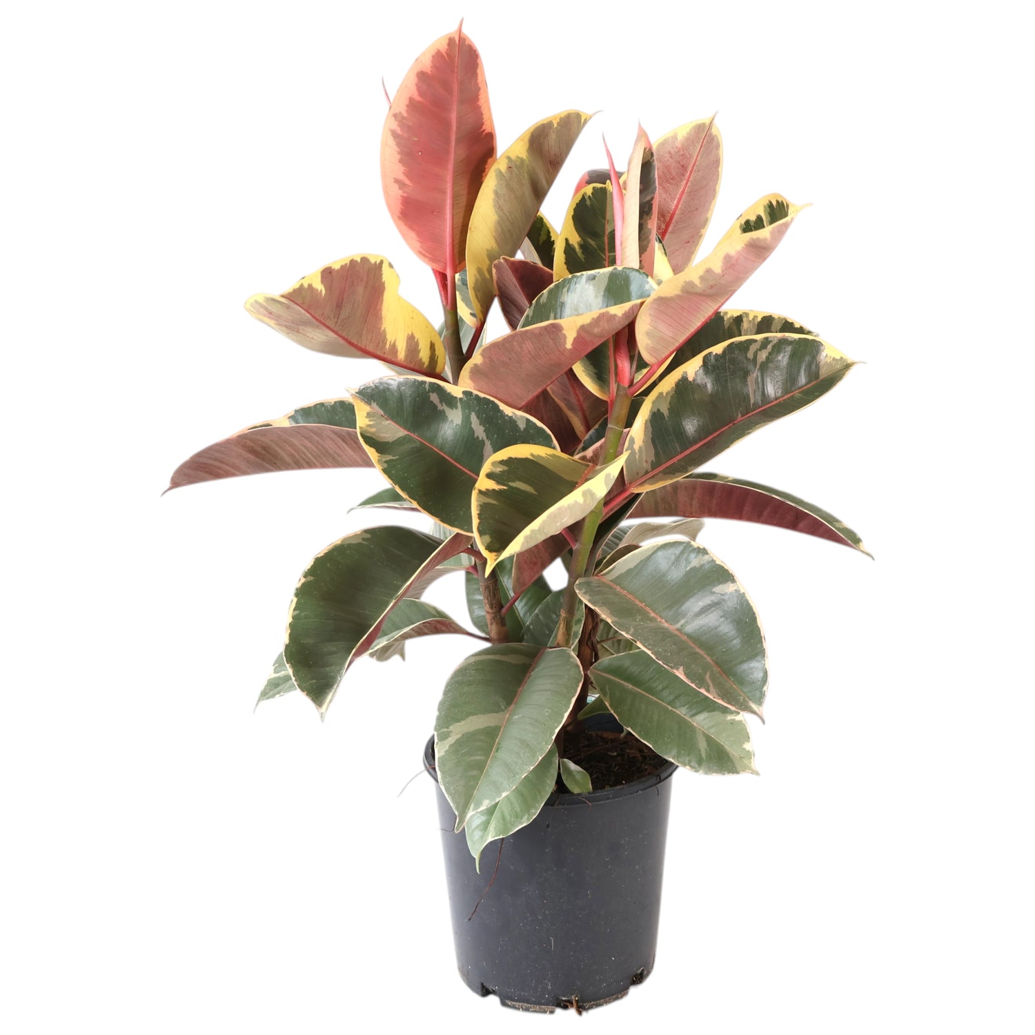 Ficus elastica Tineke - Variegated Rubber Plant 200mm