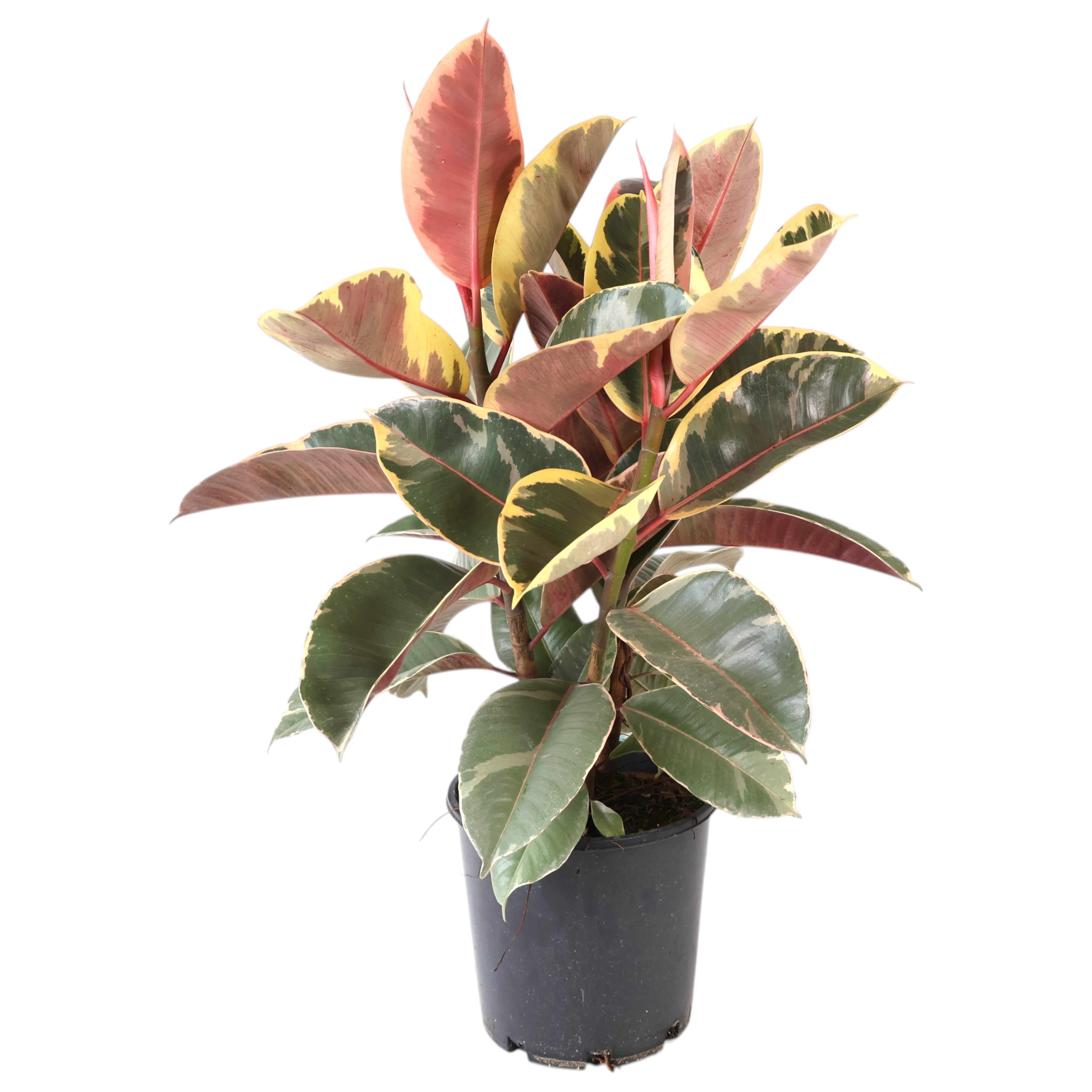 Ficus elastica Tineke - Variegated Rubber Plant 200mm