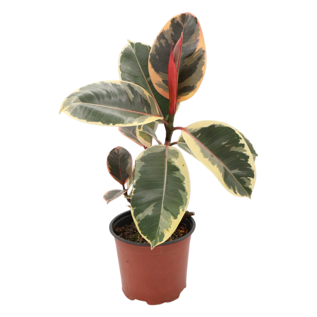 Ficus Tineke - Variegated Rubber Plant 120mm