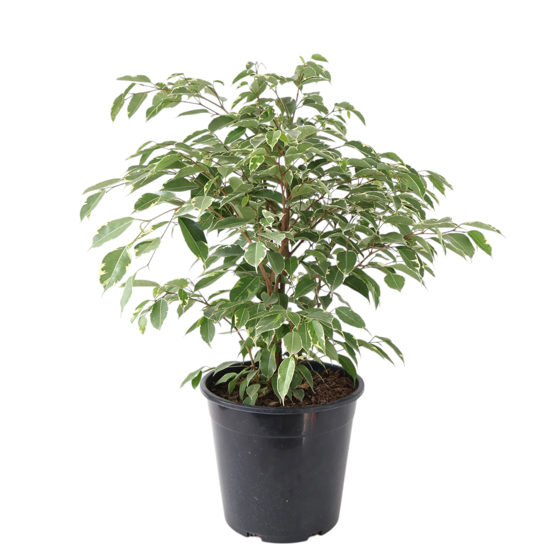 Ficus benjamina Variegata 250mm