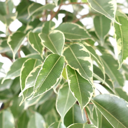 Ficus benjamina Variegata 250mm