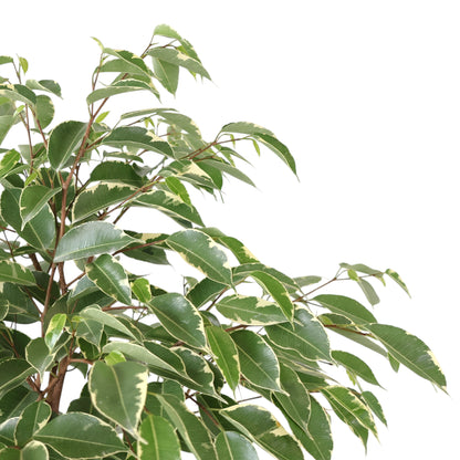 Ficus benjamina Variegata 250mm